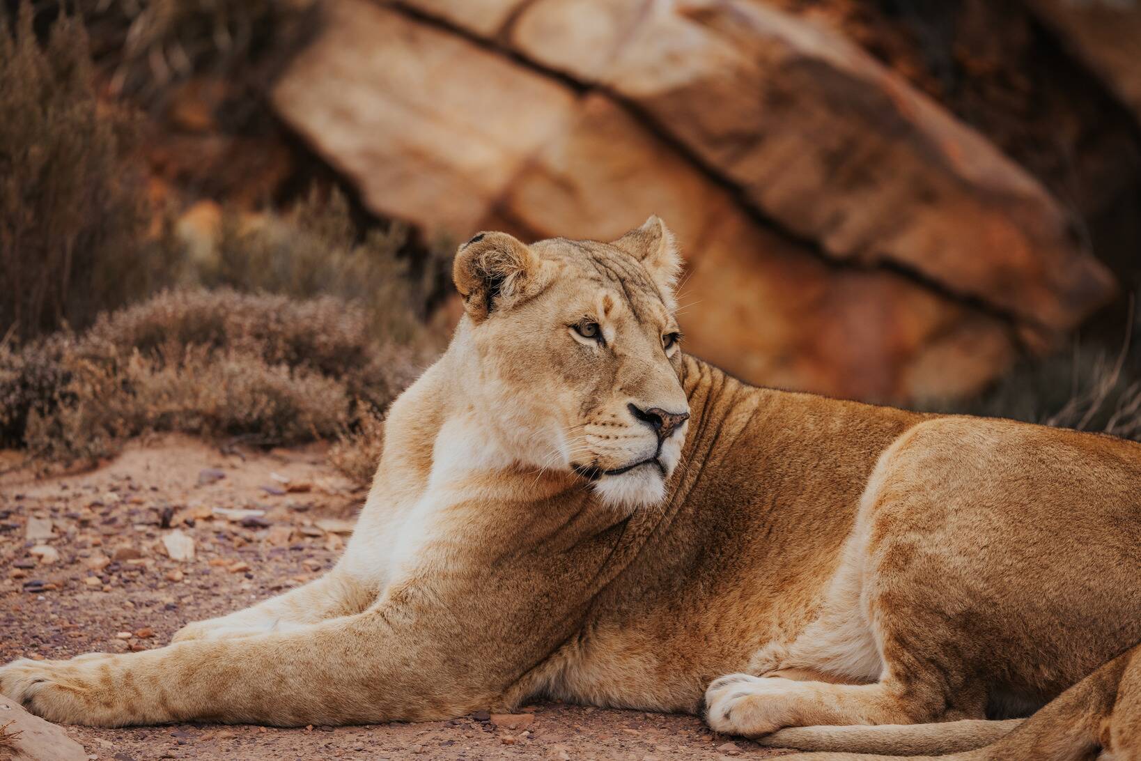 Afternoon Safari