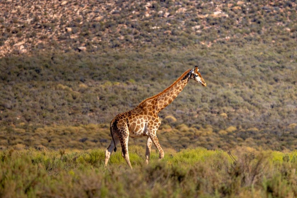 Top Tips for Winter on Safari: Giraffe walking through Aquila Private Game Reserve during the winter months (June 2024).