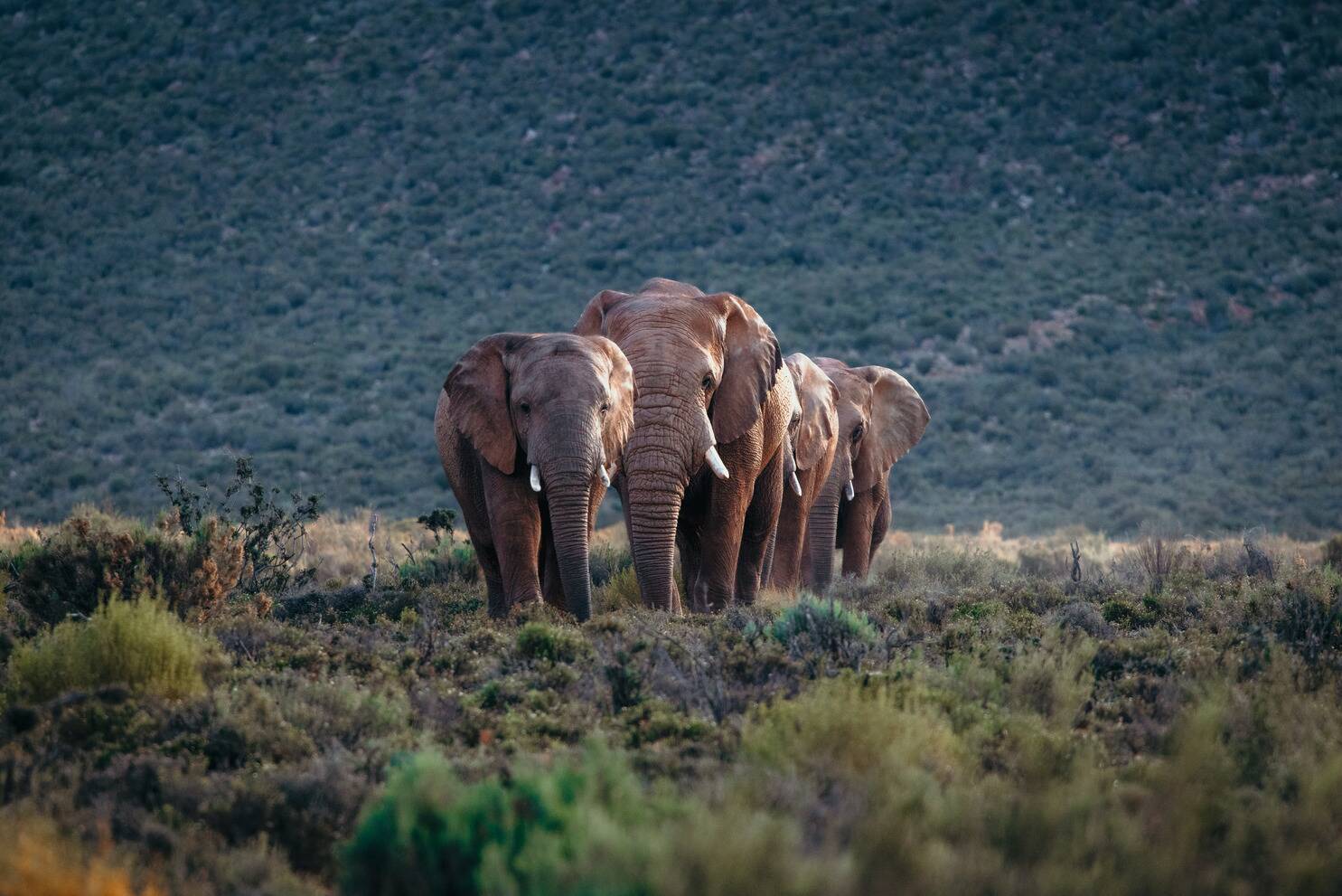 Early Morning Safari