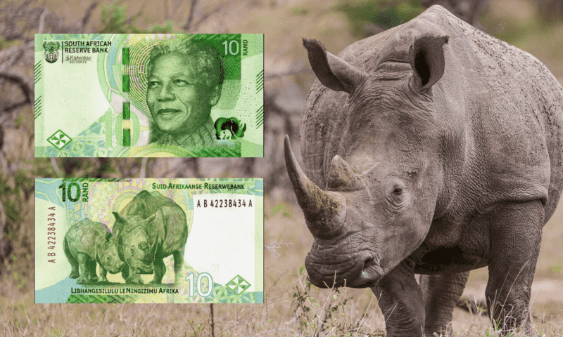 Why the Big Five animals are on South Africa's banknotes: White rhinoceros featured alongside the front and back of South Africa's R10 banknote.
