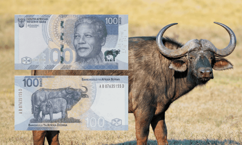 Why the Big Five animals are on South Africa's banknotes: Male African Buffalo featured alongside the front and back of South Africa's R100 banknote.