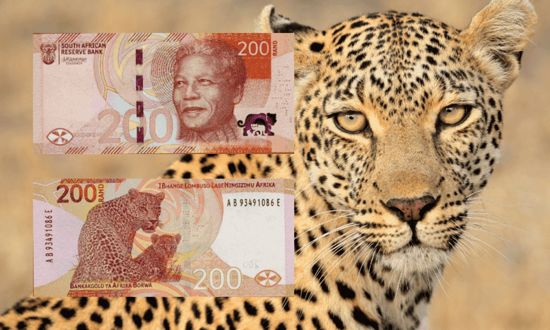 Why the Big Five animals are on South Africa's banknotes: African Leopard featured alongside the front and back of South Africa's R200 banknote.