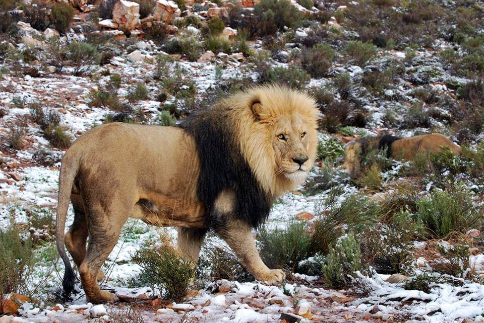 Male lion seen walking over a snow covered rocky landscape at Aquila Private Game Reserve and Spa: Snow in Cape Town, South Africa