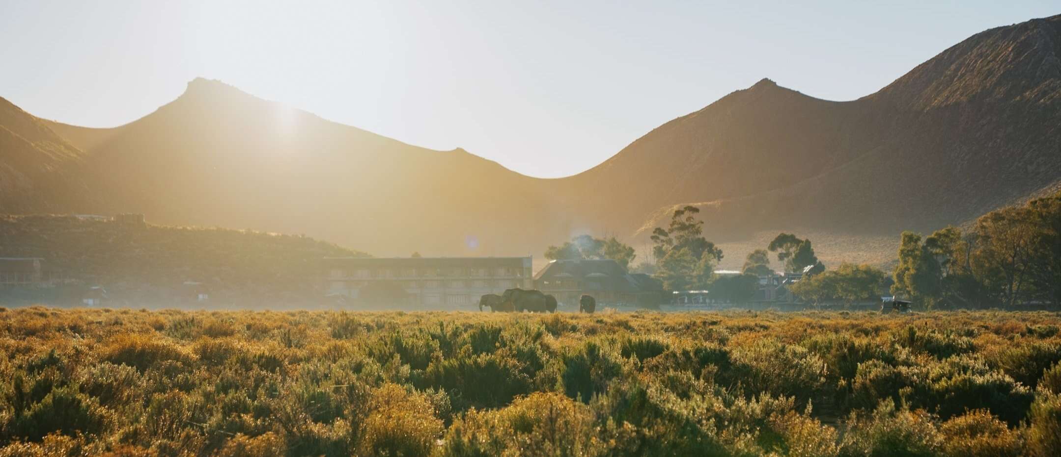 Elephants in front of Aquila Safari Lodge: Karlie Place, Big 5 Safari 2 Hours from Cape Town