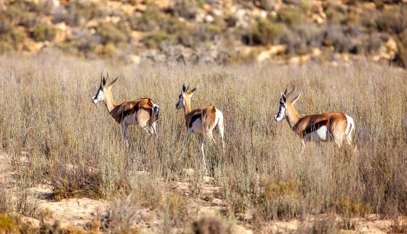 Springboks walking through the Karoo grasslands at Aquila Private Game Reserve and Spa, close to Cape Town, South Africa