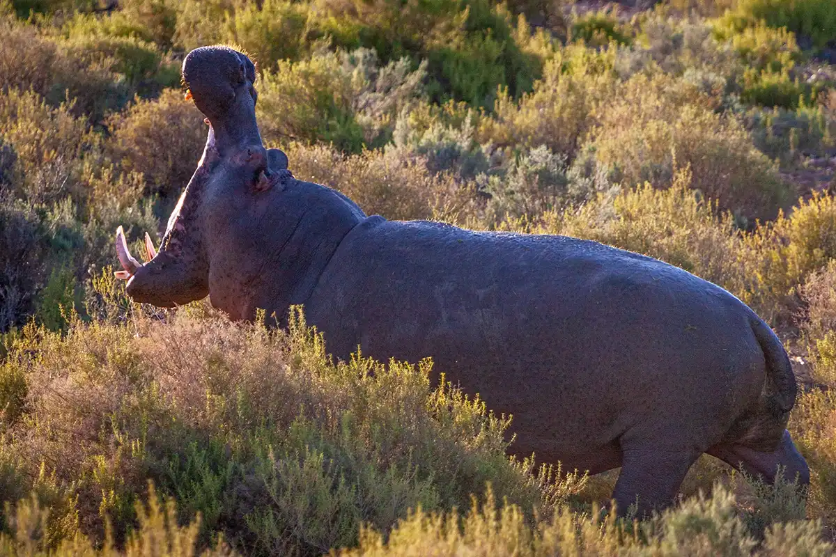 Hippo yawning and showing off its tusks and wide mouth - why is the hippo not part of the big five?