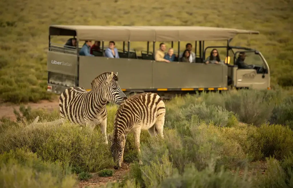 Uber Safari - Zebras standing in front of an Uber Safari at Aquila Private Game Reserve, Cape Town.  Learn more about Uber Safari.