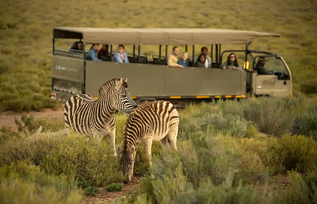 Uber Safari - Zebras standing in front of an Uber Safari at Aquila Private Game Reserve, Cape Town. Learn more about Uber Safari.